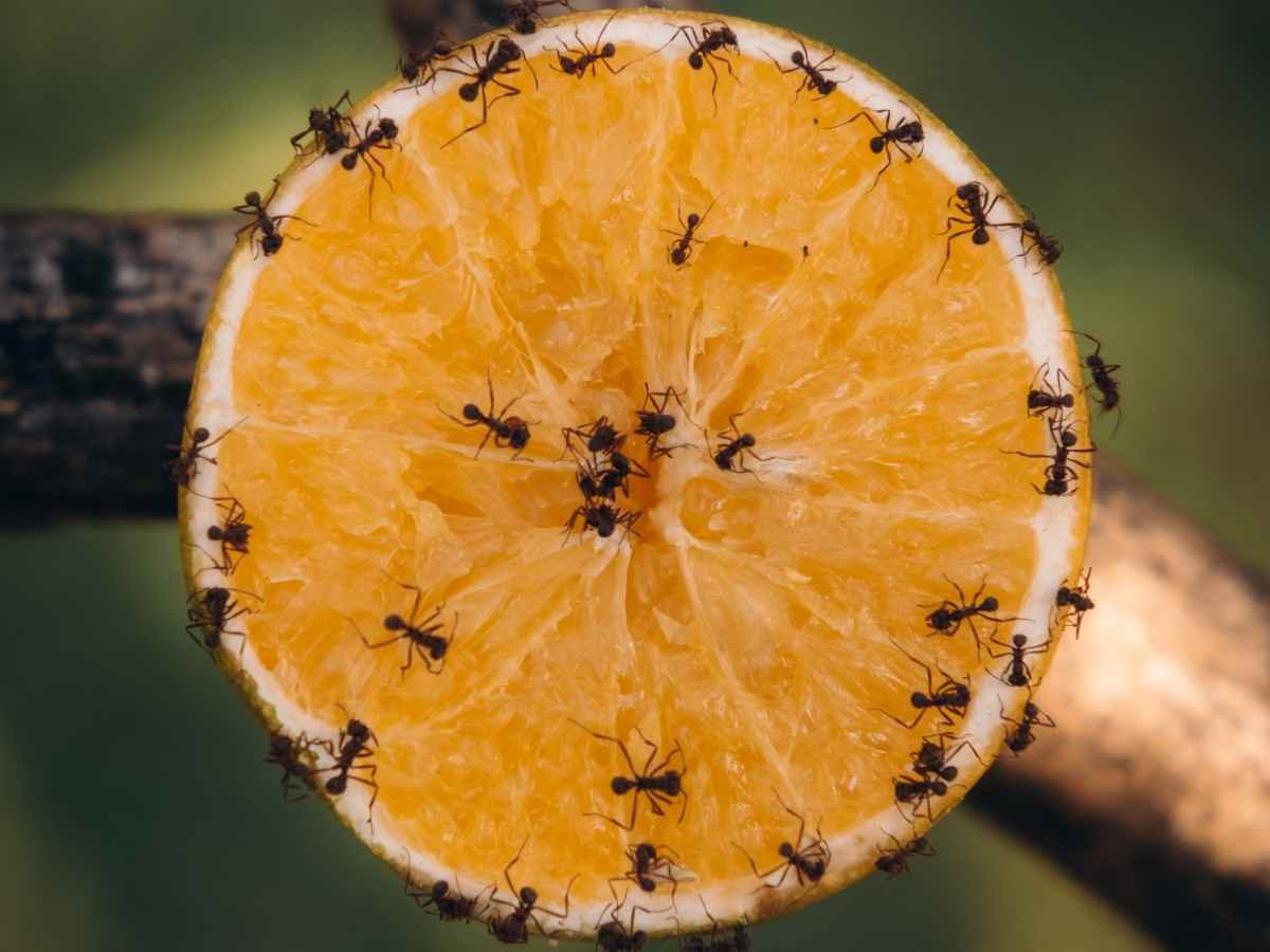 formiche su un'arancia