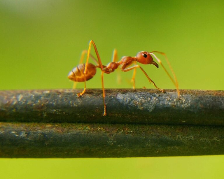 dettaglio di una formica
