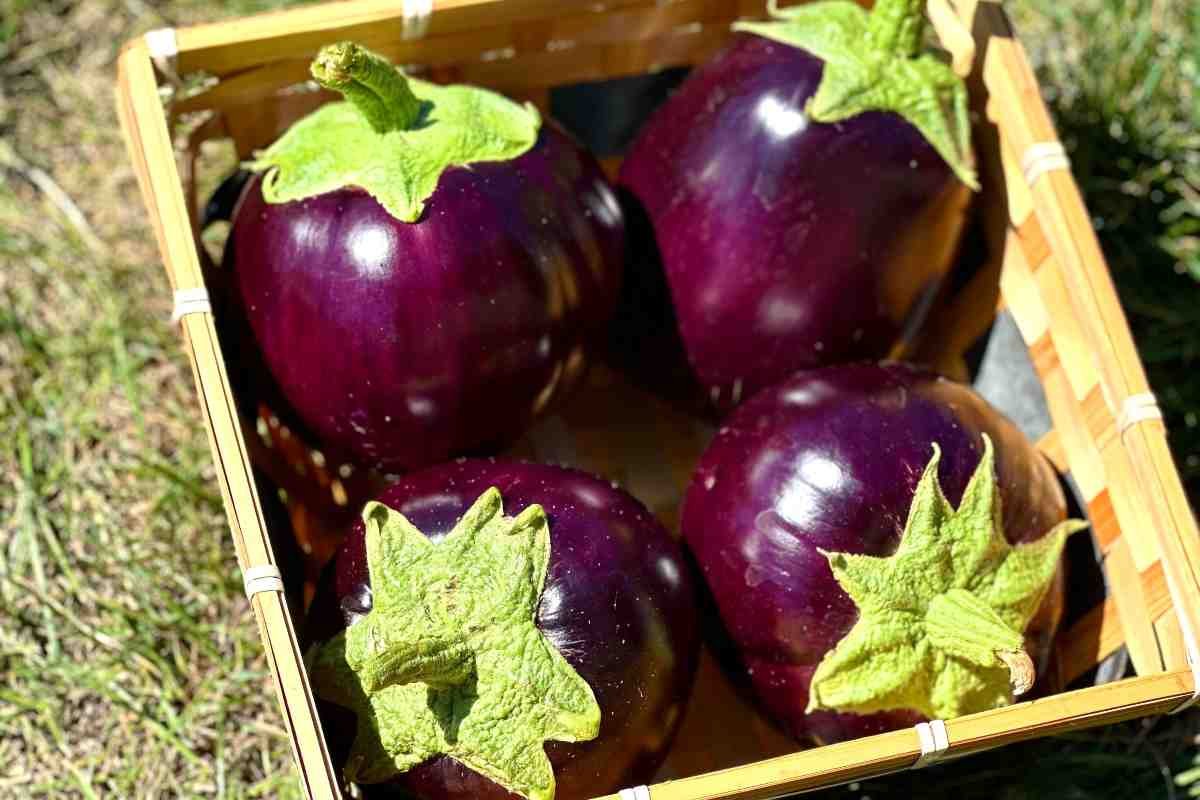 melanzane fresche in una cassetta di legno
